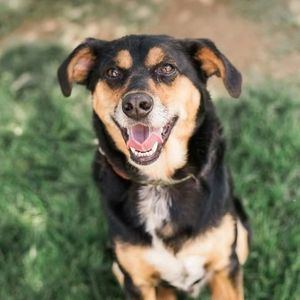 Meet your Posher, Joyce